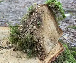 A piece of trunk, removed as a notch cut, set on a stump