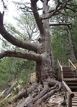 Trunk of an old tree ('Baikushev's pine')