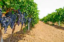 Merlot grape vines