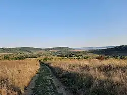 a field of light brown plants, with a road leading to a distant green area