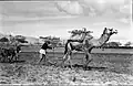 Nitzanim ploughing 1945