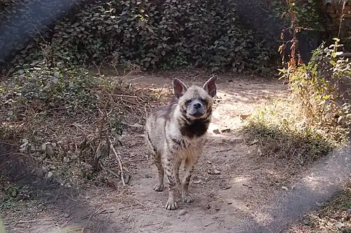 Striped Hyena