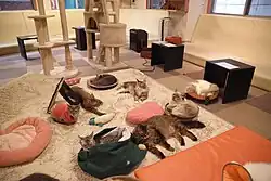 A room mostly taken up by cats and cat trees with places for people to sit and drink along one side