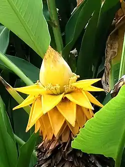 The golden bracts of Musella lasiocarpa