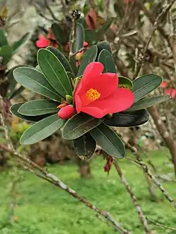 Camellia azalea