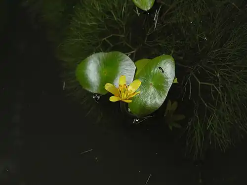 Detail of peltate floating leaves and flower of Cabomba aquatica