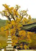 The large gingko tree, a designated natural monument