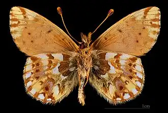 △ Boloria pales palustris