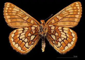 Euphydryas cynthia alpicola- Female △
