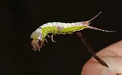 A fairly ornate green caterpillar with dark brown head, white-pink dorsal stripe, and forked tail. Being held on a stick.