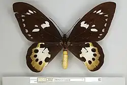 Ornithoptera tithonus tithonus, female dorsal view