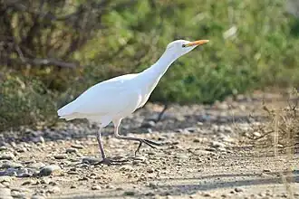 Western cattle egret in southern France, in winter plumage; the two species are not readily distinguishable in this plumage