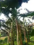 Fruiting stage Myndoli Banana plants at 12-14 months