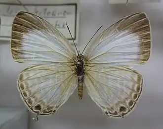 Dorsal view (female)