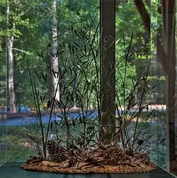 Clematis socialis exhibit at Callaway Gardens