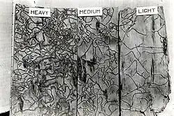 A black and white photos shows 3 slabs of wood showing heavy, medium, and light damage. The egg galleries look like winding tunnels in the wood.