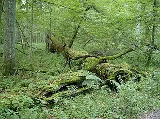 A fallen tree in Białowieża park