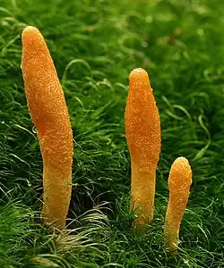 Three orange club-shaped fruit bodies of Cordyceps militaris protruding from green moss