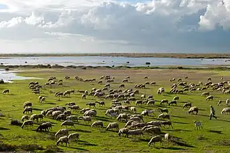 Long shot of sheep in a field beside a lake