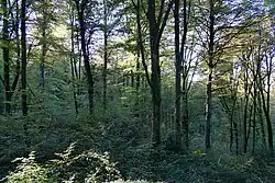 The forest in which the Gannot well is located.