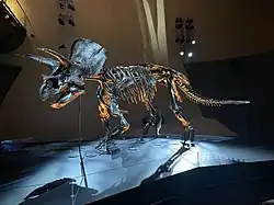 An imposing Triceratops fossil on display, lit by blue and yellow light.