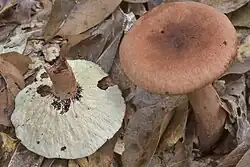 Hypomyces camphorati