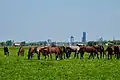 Horses in the meadow of Mantgum with Leeuwarden in the background