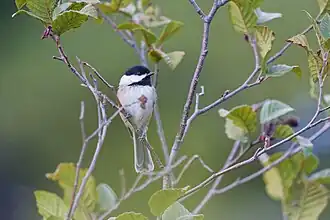 Black-capped chickadee
