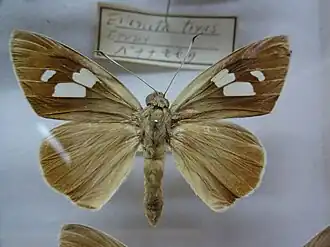 Museum specimen