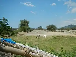 Livestock farming in Leones West