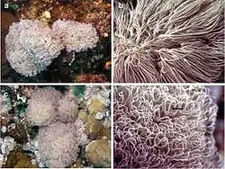 Ovabunda andamanensis