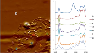 AFM-IR nanospectroscopy of a laser printer toner particle, showing spatially resolved chemical analysis. Toner particles are typically complex composites of various binders and transfer agents; these can be revealed by AFM-IR