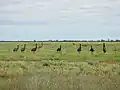 Mob of emus along the Goodooga Brenda Road (2021).