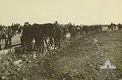 A line of horses drink from a wooden trough