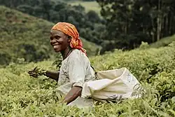 Harvesting tea leaves at Bumbuli plantation.