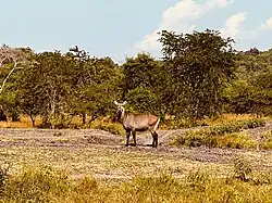 Lake Mburo National Park is located in Kiruhura District in Western Uganda.