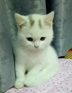 Two-month-old female blue and white hawksbill British shorthair kitten