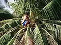 Sitting on the coconut palm while gathering tuba