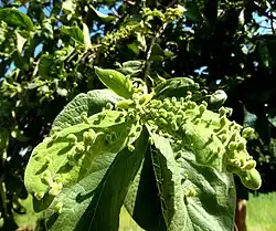 Acalitus mite galls on leaves
