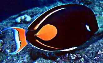 An Achilles tang, a black, lyre-tailed fish with an orange spot just before the caudal peduncle, black dorsal and anal fins with an orange stripe marking the boundary between fin and body. The tail is orange and white.