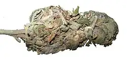 A modern bud of Acapulco Gold