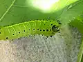 4th-instar larva. Spots can also be yellow or magenta.