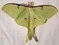Actias luna male