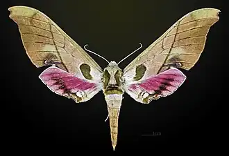 Dorsale female - MHNT