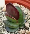 Adromischus subdistichus