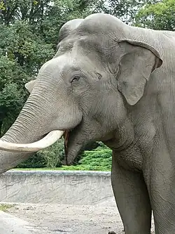 A headshot of an adult Asian elephant.