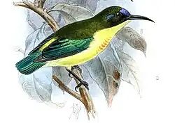 illustration of sunbird with greenish upperparts, yellowish underparts, blue on forehead, metallic green wings and tail, and orange on chest