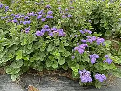 Floss flower - Ageratum houstonianum 'Blue Horizon'