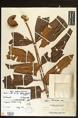 Herbarium specimen of "Aglaia grandis"