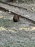 A Central American agouti feeding at the front of its many log cabins
